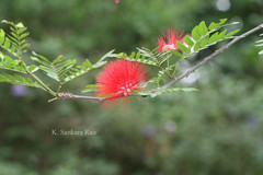 Calliandra haematocephala